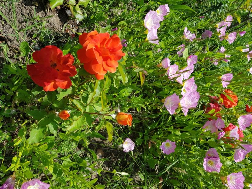  - Trandafiri la baltă 2021