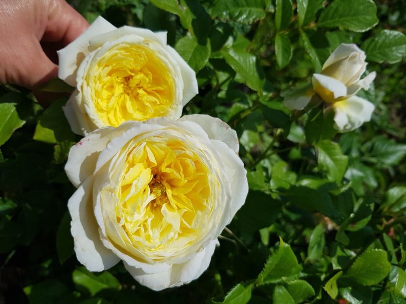 Amnesty - Trandafiri la baltă 2021