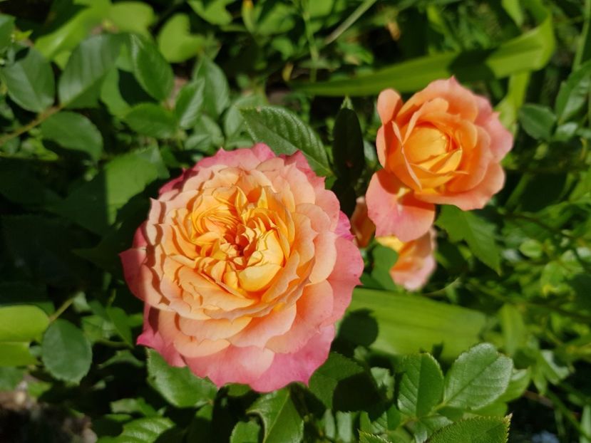 Briosa - Trandafiri la baltă 2021