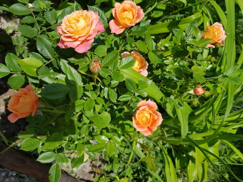 Briosa - Trandafiri la baltă 2021