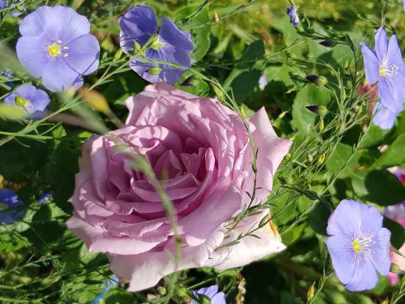 Sissi - Trandafiri la baltă 2021