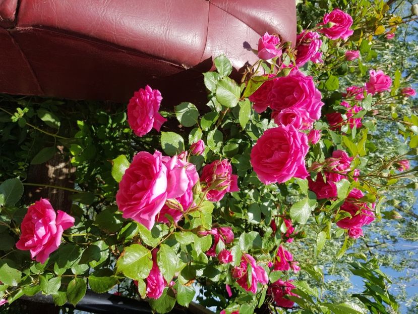  - Trandafiri la baltă 2021