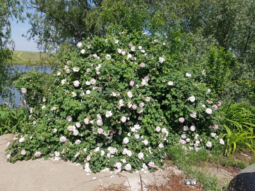  - Trandafiri la baltă 2021