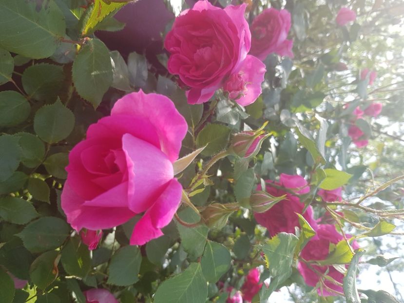  - Trandafiri la baltă 2021