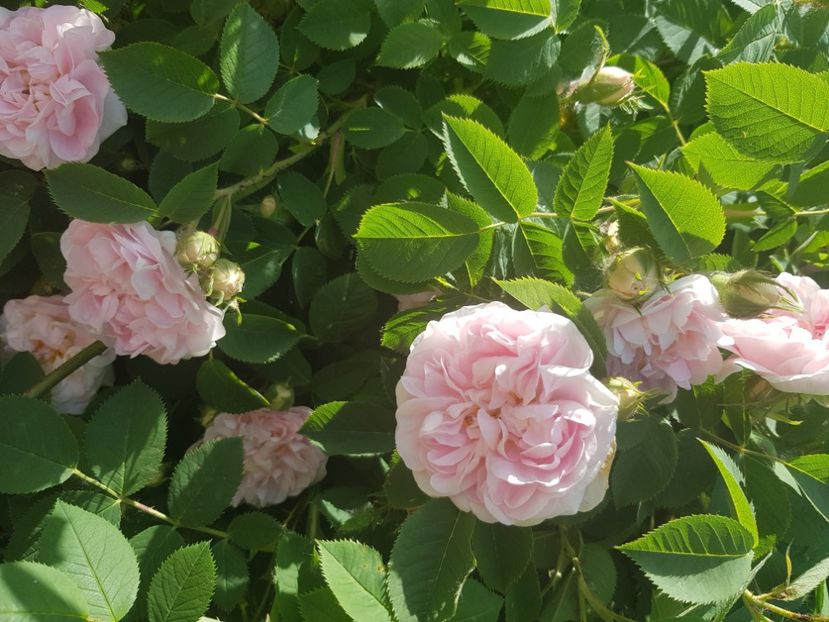  - Trandafiri la baltă 2021