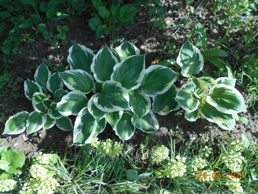  - 02 Azalee-rhododendroni-heleborusi-hortensii-hoste 2021
