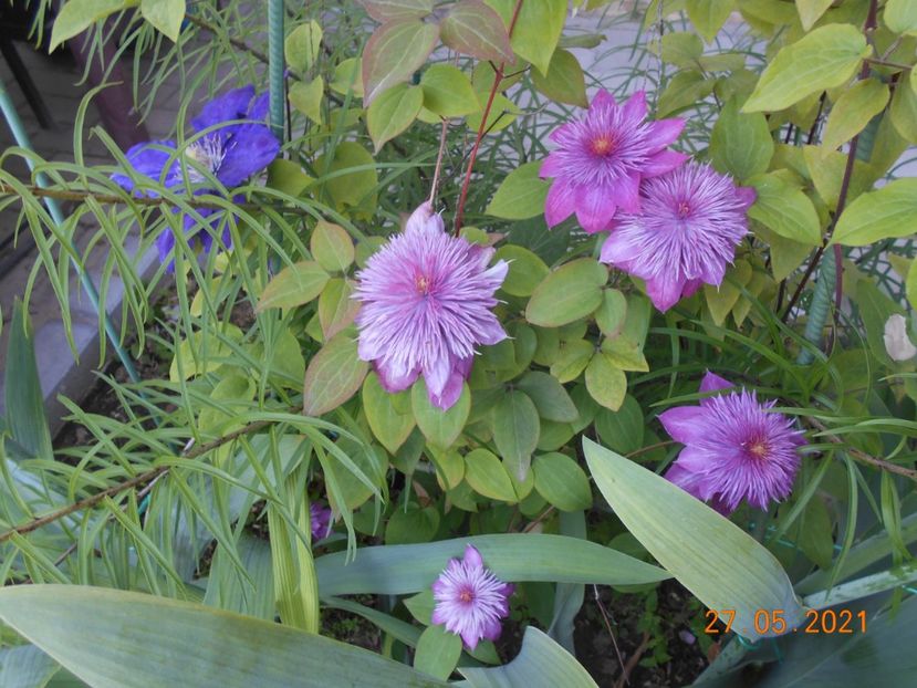  - 02 Clematite 2021