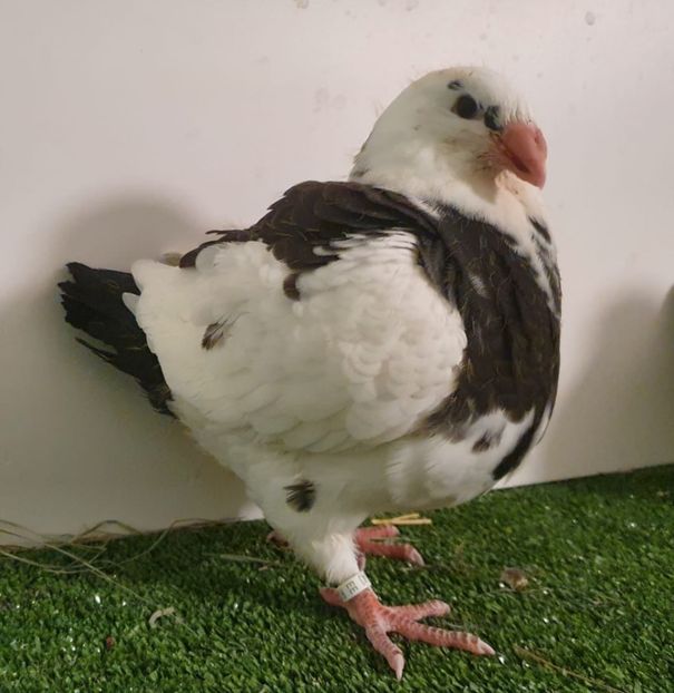 Seria 2 din cafenie - Pui 2021