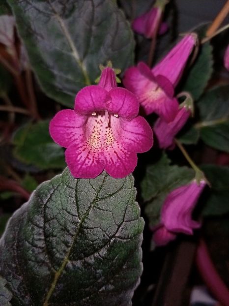 27.05.2021- Smithicodonia Heartland Joy - Achi cu 6 petale