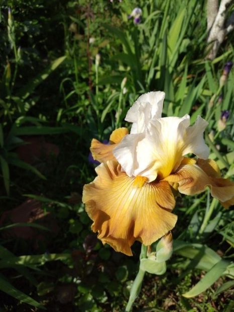 genealogy - Irisi 2021