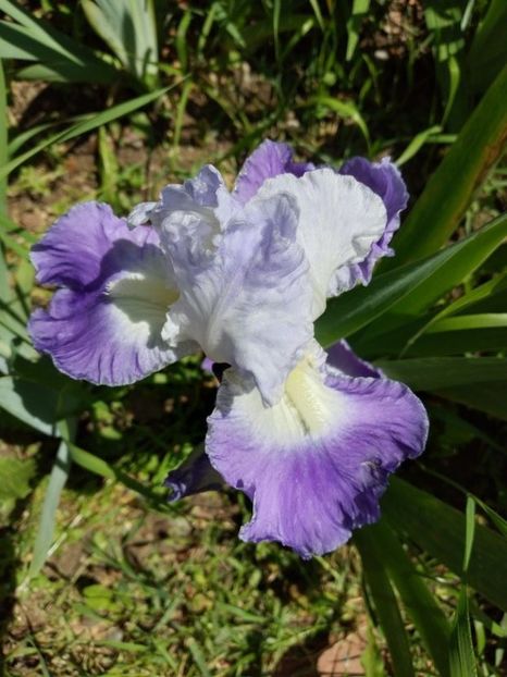 clarence - Gradina mai 2021