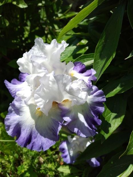 queens circle - Gradina mai 2021