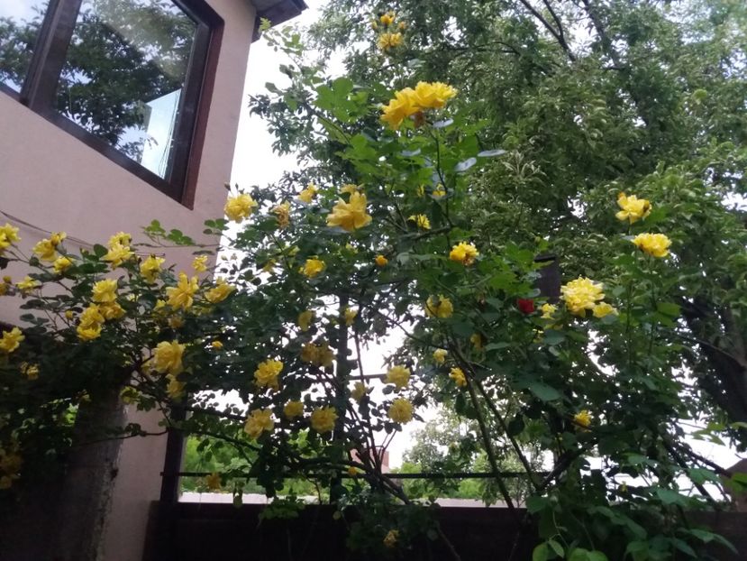  - 2021- Gradina G1