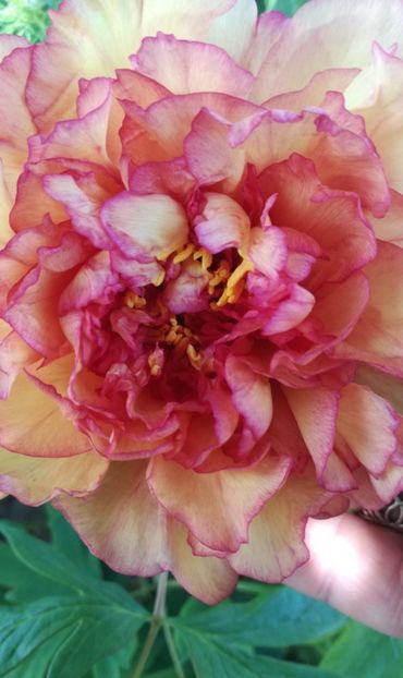 Bujorul meu ! - BUJOR ARBUSTIFER - KINKAKU