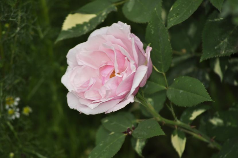 _DSC0098 - PRIMAVARA 2021_7