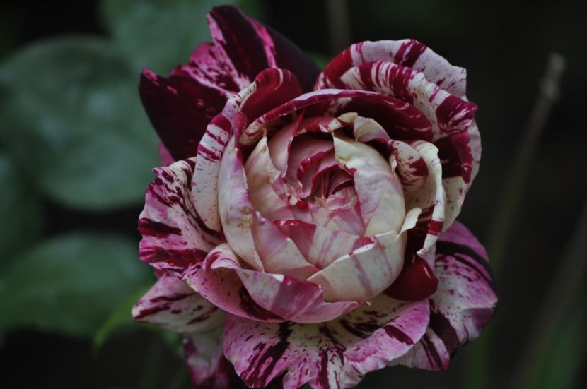 Multumesc floralia - PRIMAVARA 2021_7