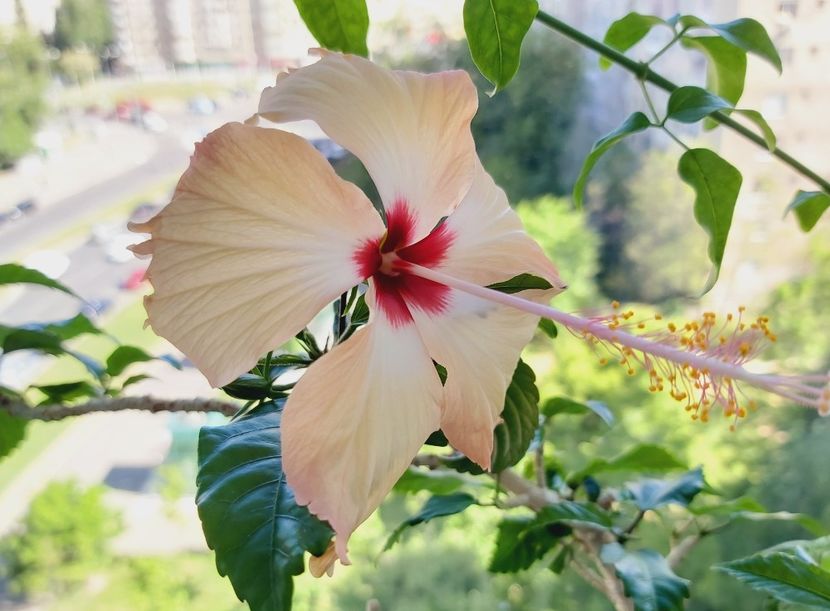 Fort su France 19.05 - Hibiscusi 2021