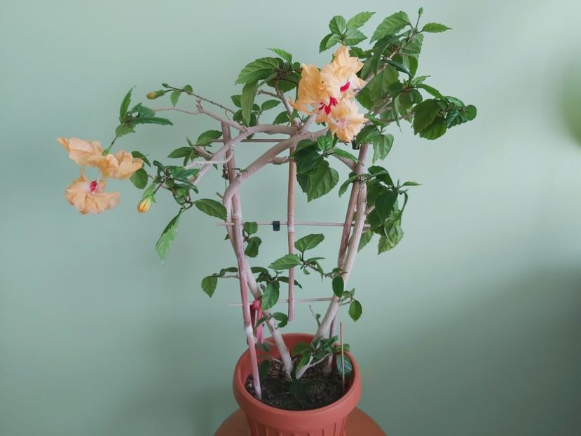 El Capitolio sport of sport 24.05 - Hibiscusi 2021