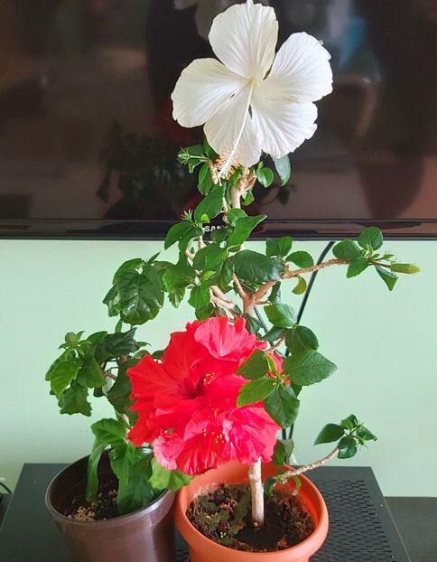 Swan Lake & Rosu involt 26.05 - Hibiscusi 2021