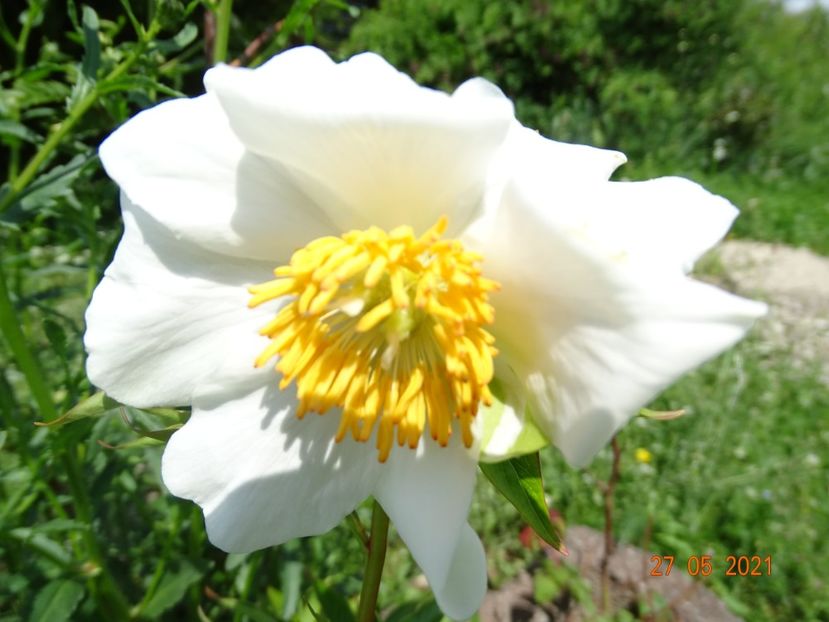 Early Windflower - Irisi si bujori 2021