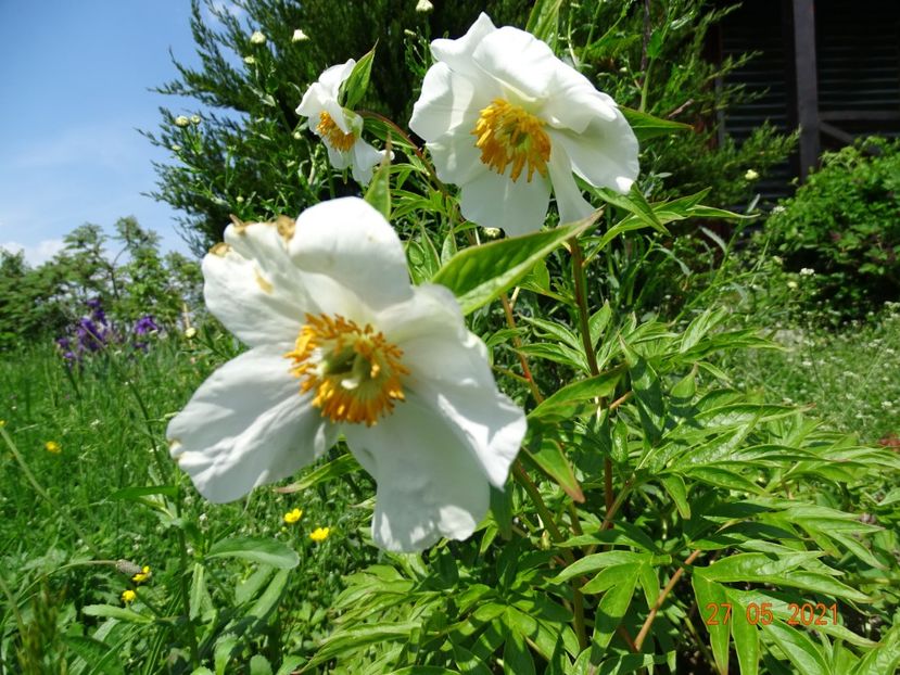  - Irisi si bujori 2021