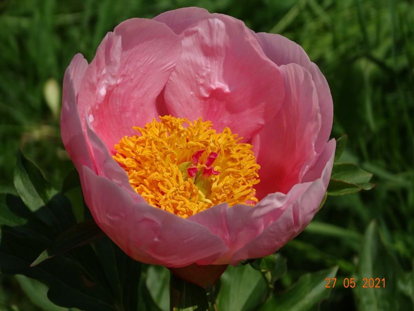 Soft Salmon Saucer - Irisi si bujori 2021