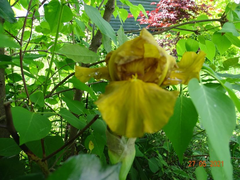  - Irisi si bujori 2021