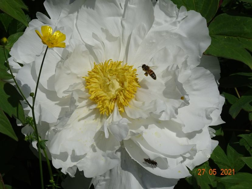  - Irisi si bujori 2021