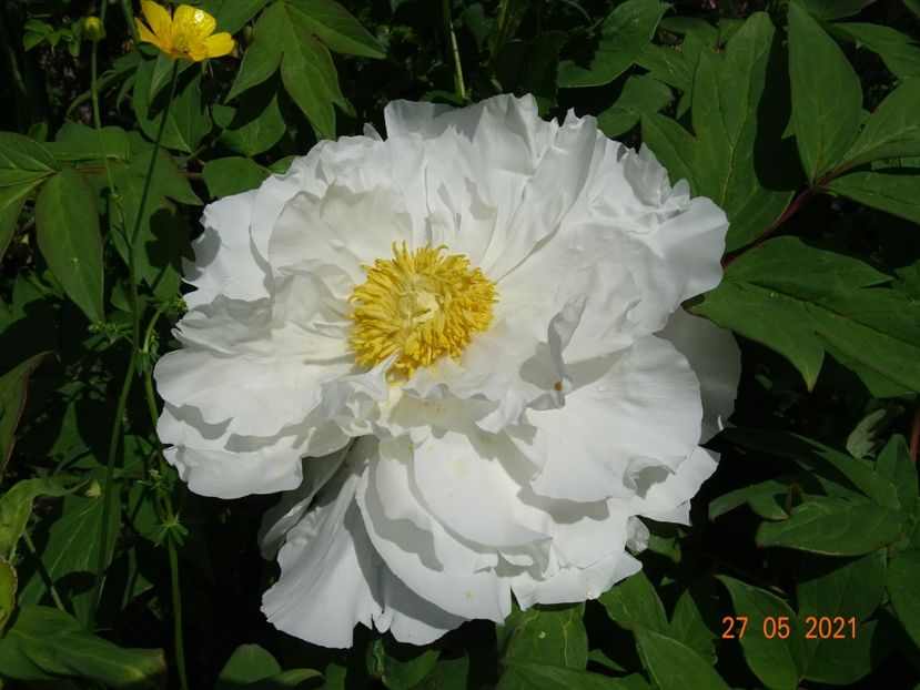  - Irisi si bujori 2021