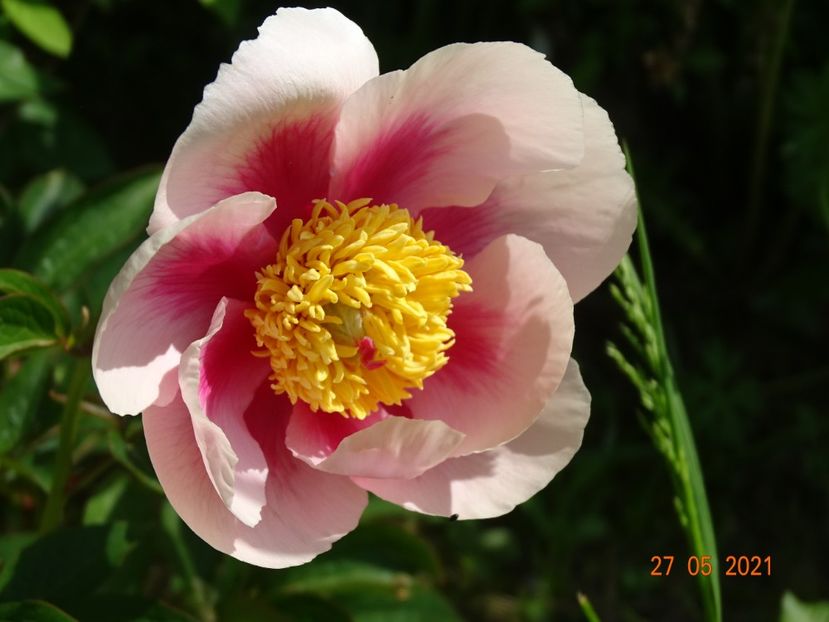  - Irisi si bujori 2021