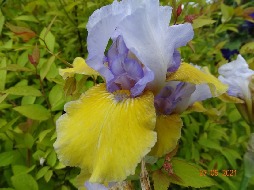  - Irisi si bujori 2021