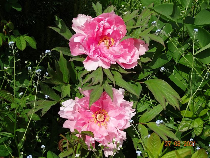 pink anthesis - Irisi si bujori 2021