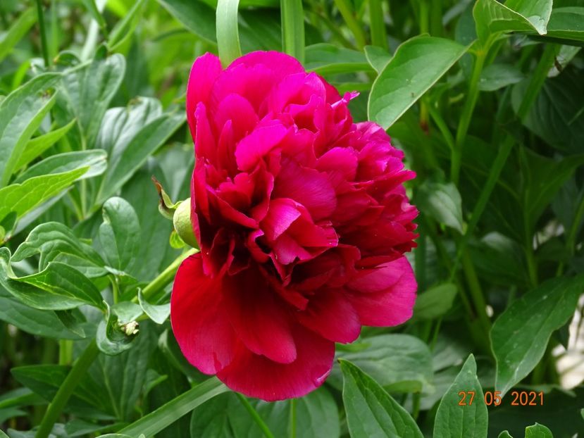  - Irisi si bujori 2021