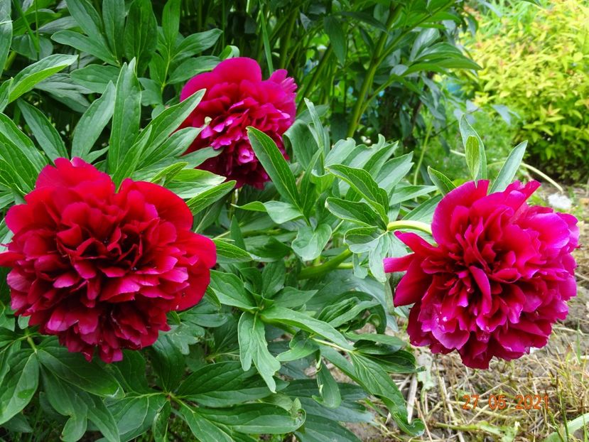  - Irisi si bujori 2021