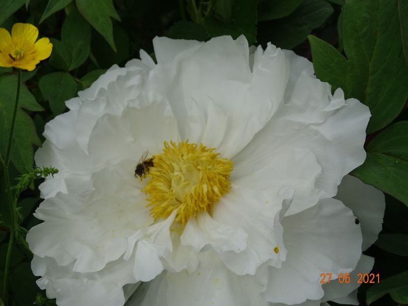  - Irisi si bujori 2021