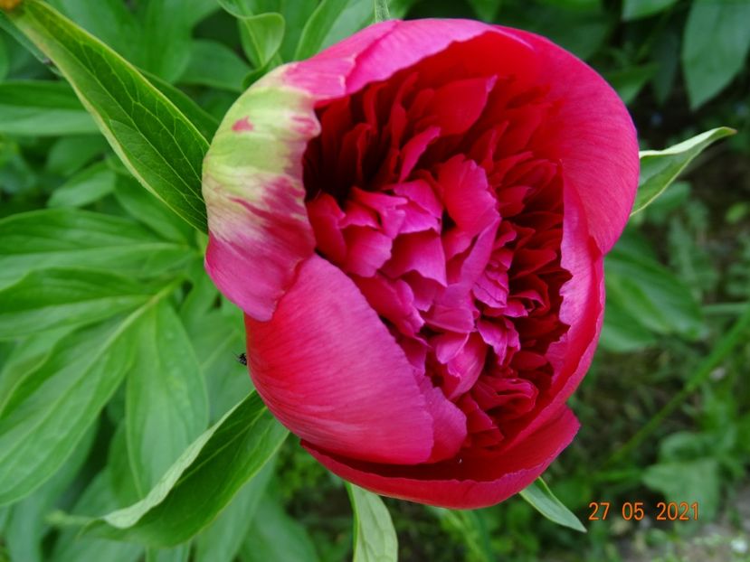  - Irisi si bujori 2021