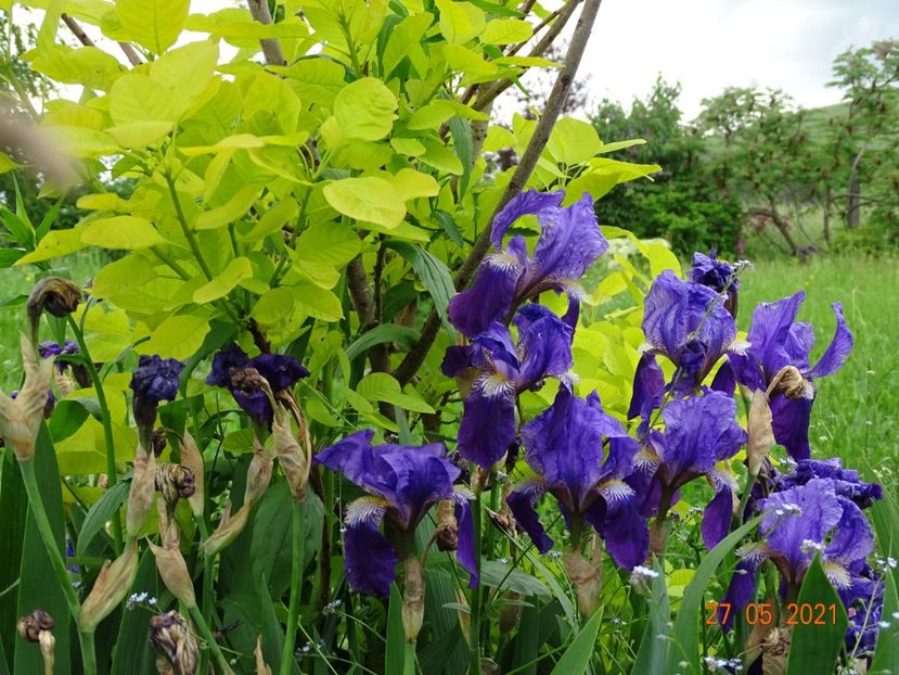  - Irisi si bujori 2021