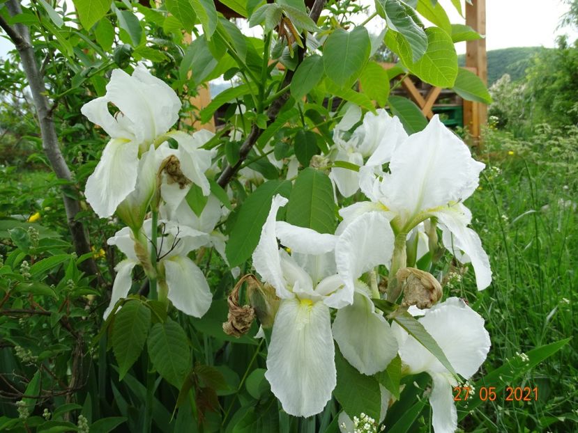  - Irisi si bujori 2021