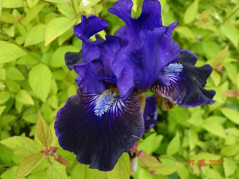  - Irisi si bujori 2021