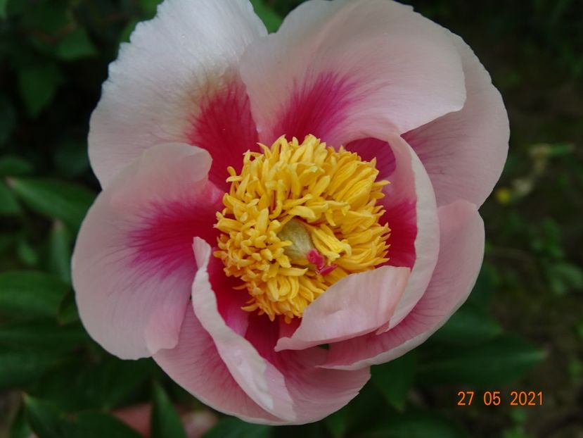  - Irisi si bujori 2021