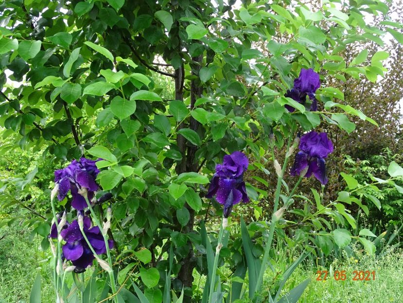  - Irisi si bujori 2021