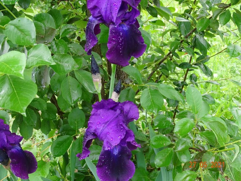  - Irisi si bujori 2021