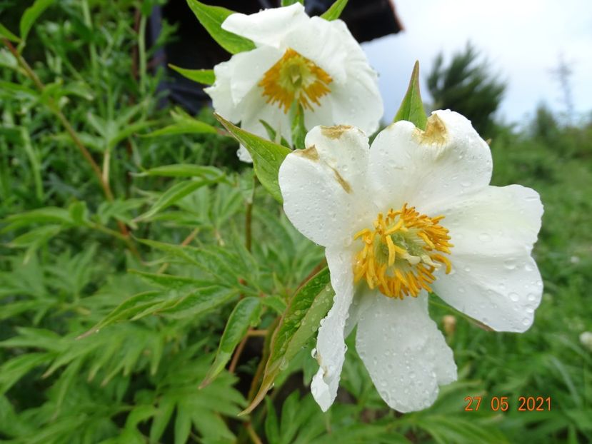 Early Windflower - Irisi si bujori 2021