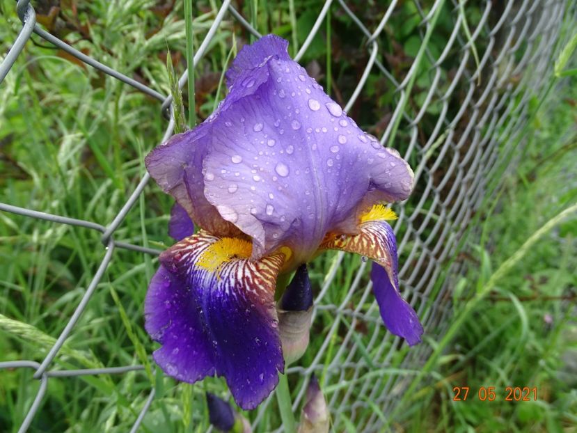  - Irisi si bujori 2021