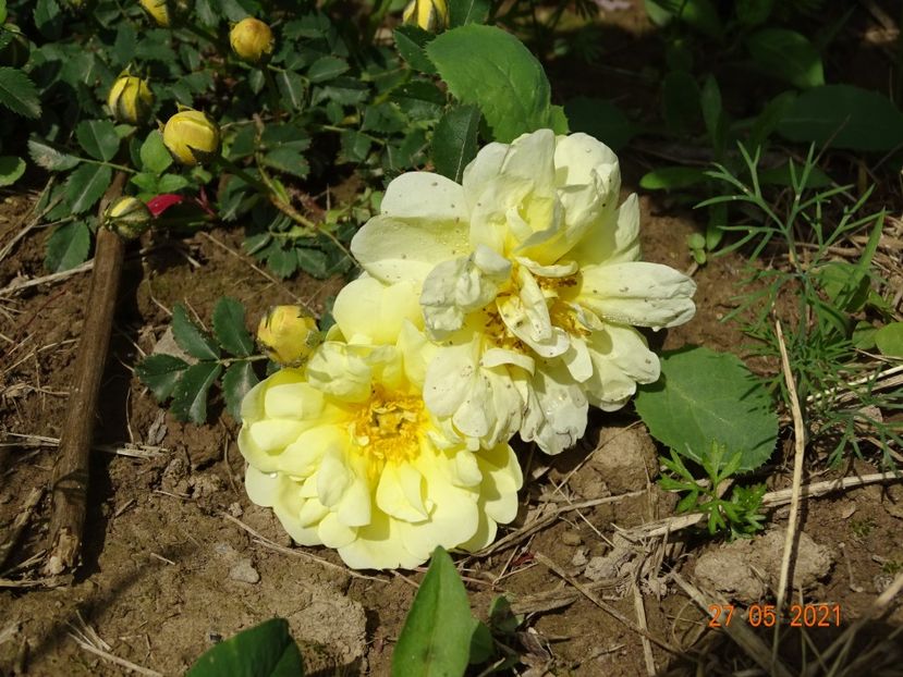  - Trandafiri 2021