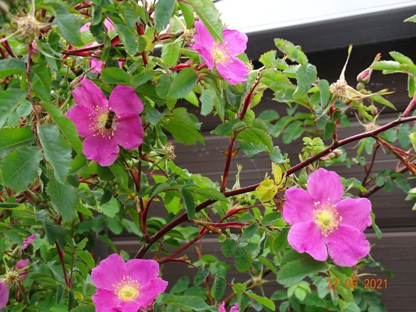  - Trandafiri 2021