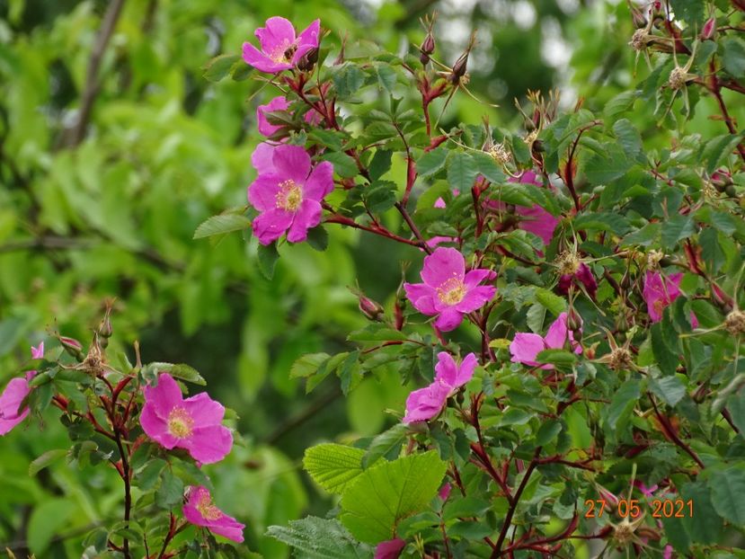  - Trandafiri 2021