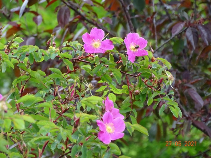  - Trandafiri 2021