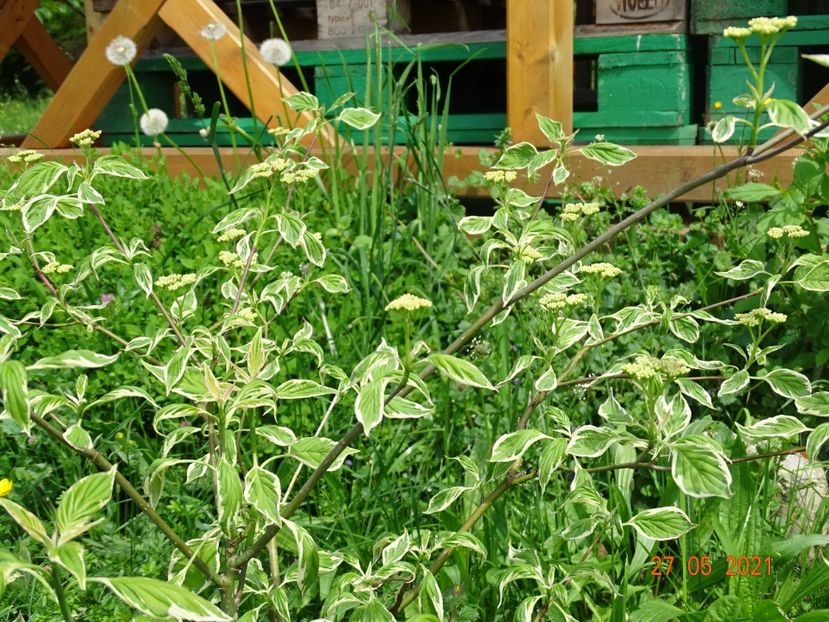 cornus controversa Goldstar - Dobarland 2021 2