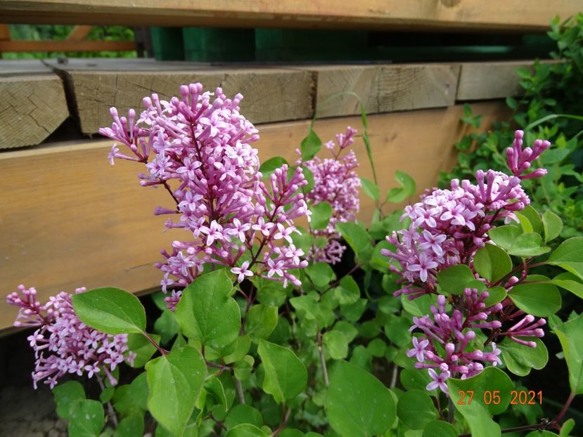 syringa Flowerfesta Pink - Dobarland 2021 2